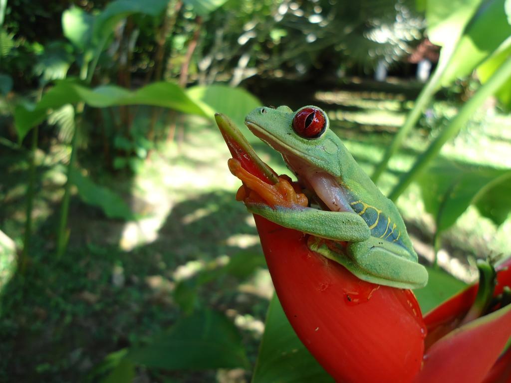 Lodge Cabinas Iguana